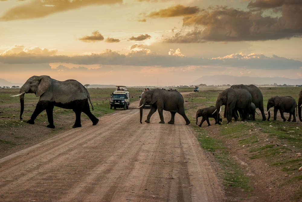 A herd of elephants crossing the plains at golden hour