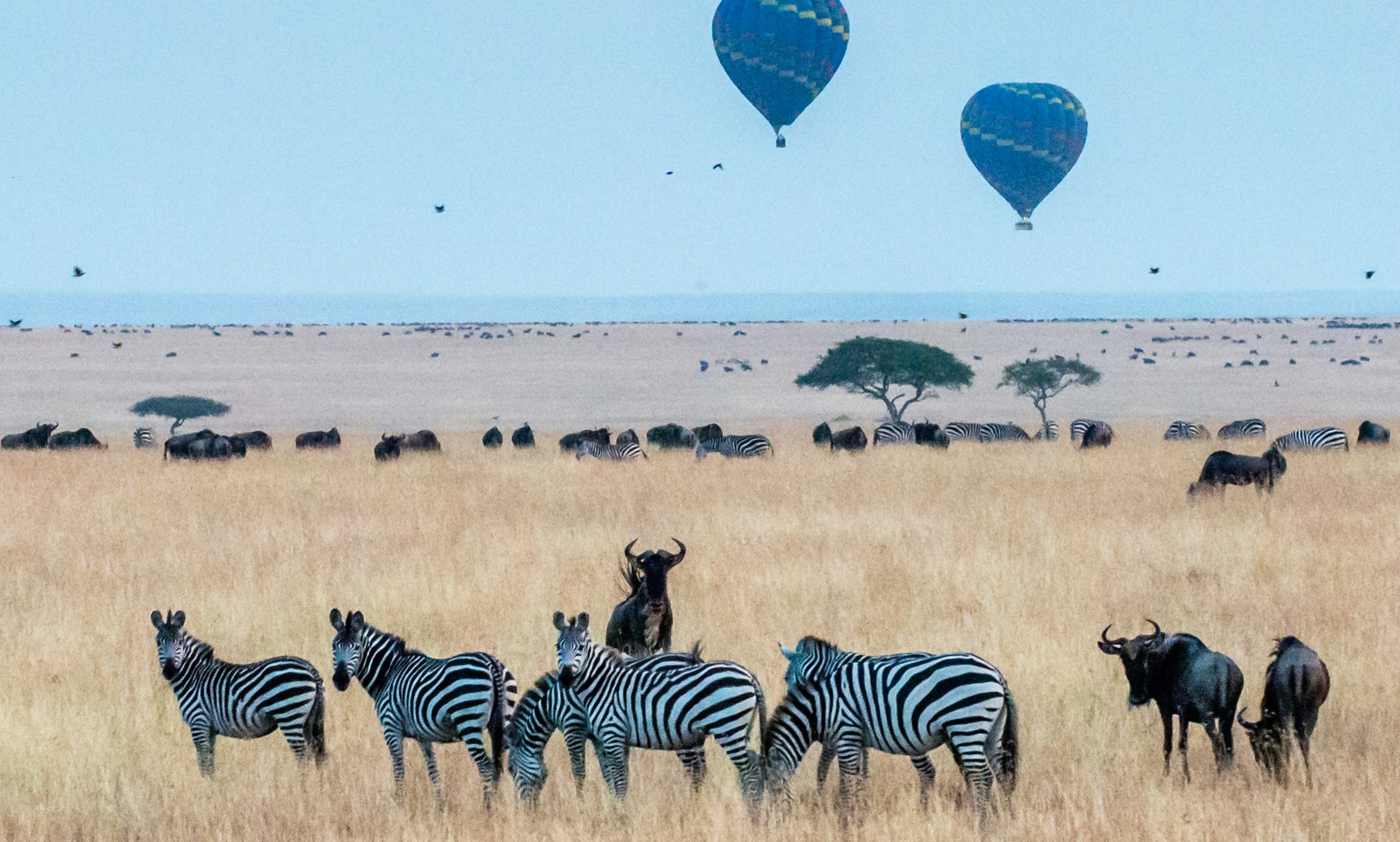 5-Day Serengeti, Tarangire and Ngorongoro Safari Expedition